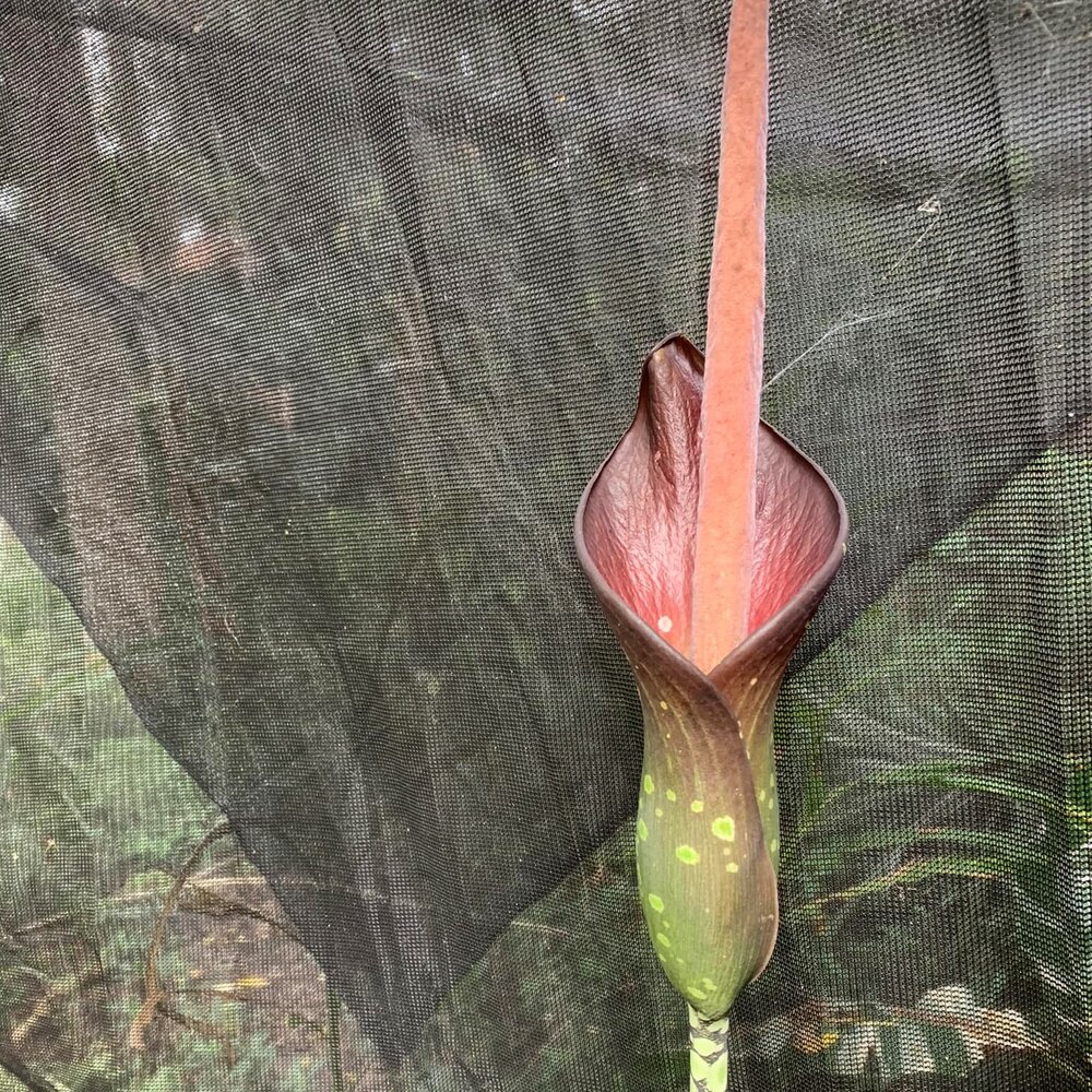 Aroid (Amorphophallus borneensis)