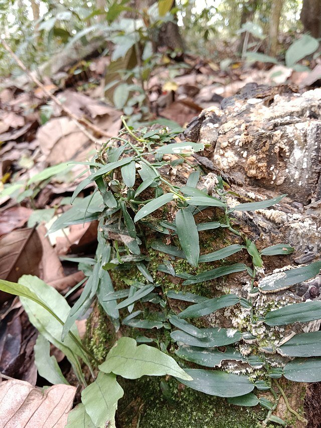 Climbing aroid (Pothos scandens)