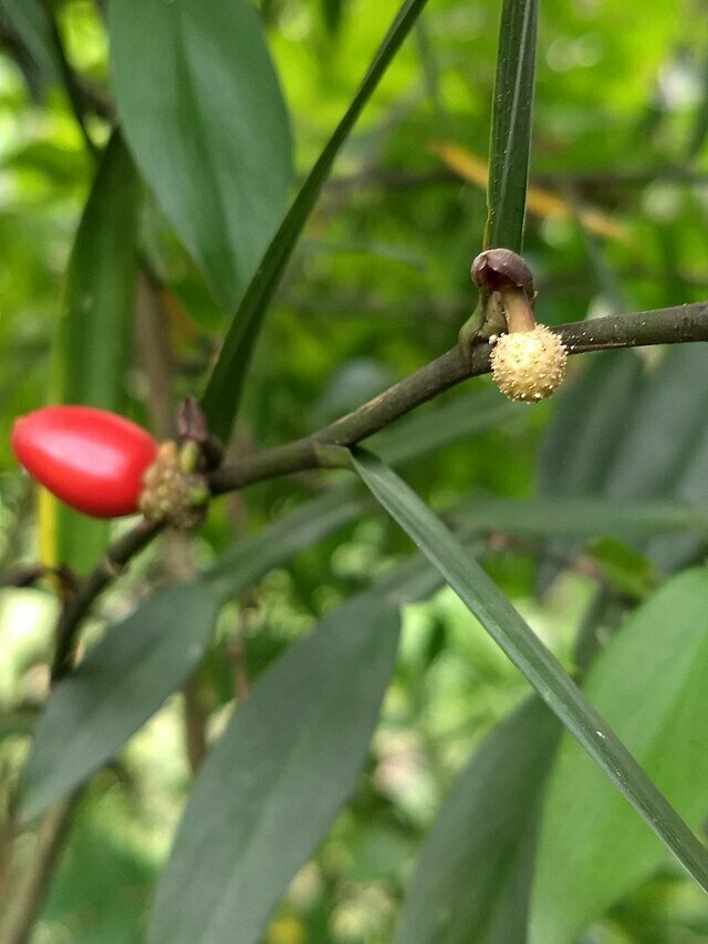 Climbing aroid (Pothos scandens)