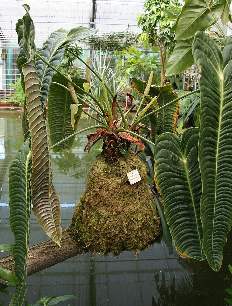 King Anthurium (Anthurium veitchii)