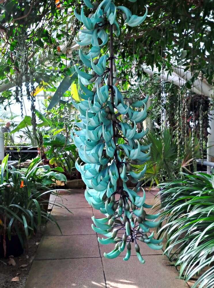 Jade vine (Strongylodon macrobotrys)