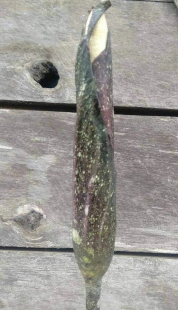 Aroid (Amorphophallus discophorus)