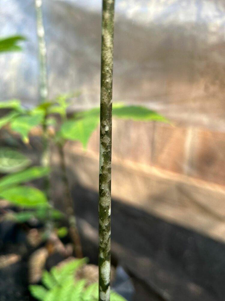 Aroid (Amorphophallus discophorus)