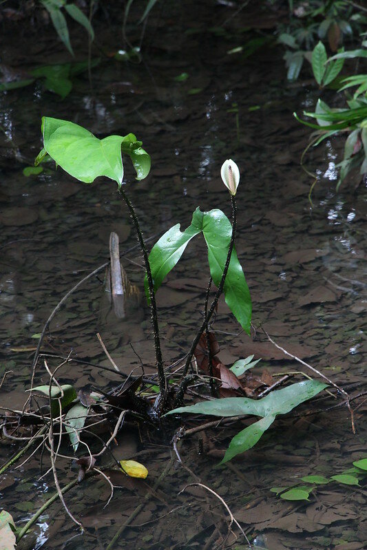 Giant Swamp Taro (Cyrtosperma merkusii)