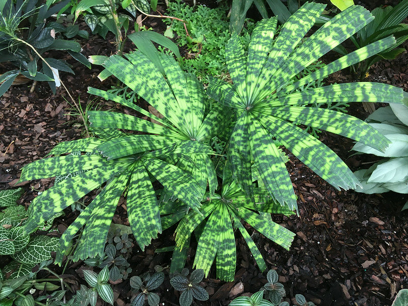 Fan palm (Licuala mattanensis var. paucisecta)