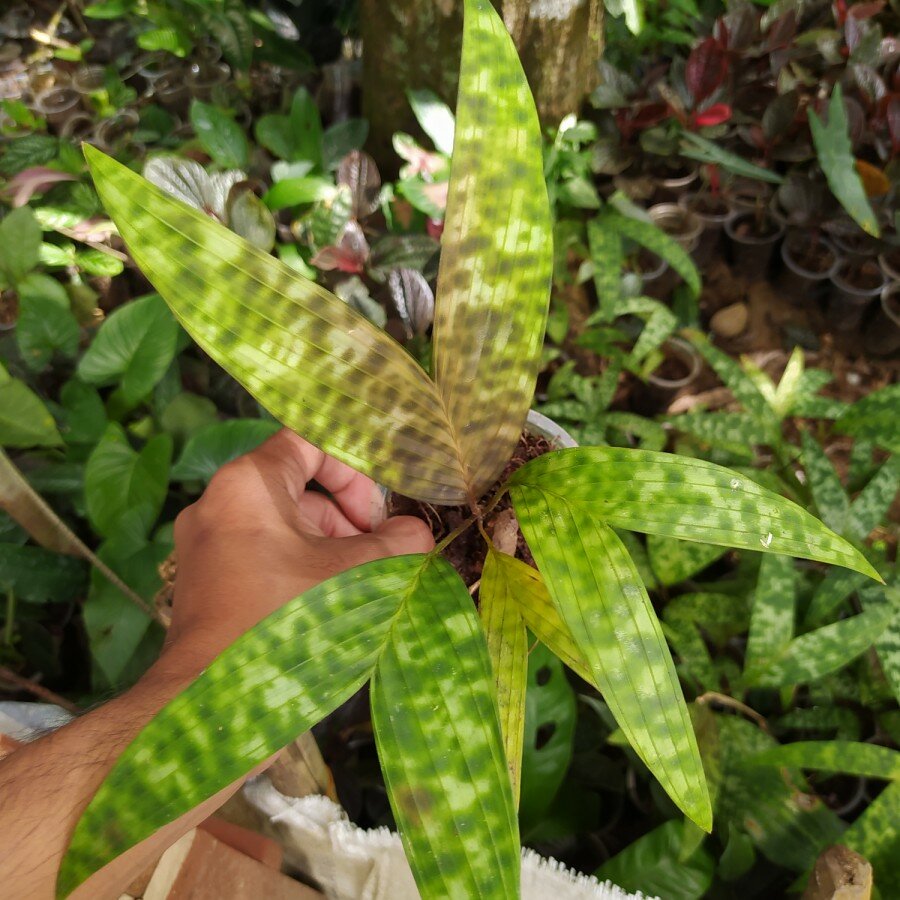 Mottled dwarf palm (Pinanga crassipes)
