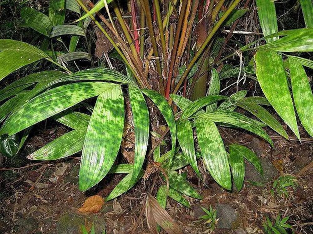 Mottled dwarf palm (Pinanga crassipes)
