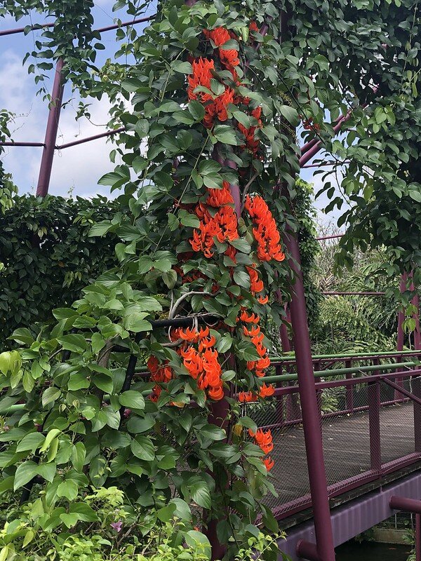 Red Jade Vine (Mucuna bennettii)