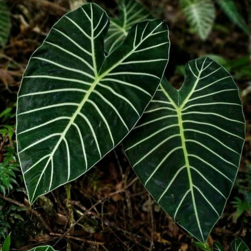 Meratus Alocasia (Alocasia sp. 'Meratus')