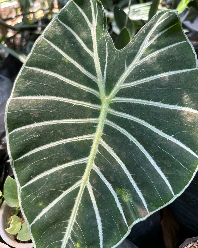 Meratus Alocasia (Alocasia sp. 'Meratus')