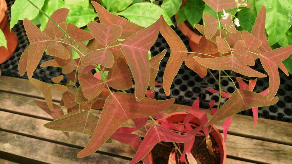 Red Butterfly Wing (Christia vespertilionis)