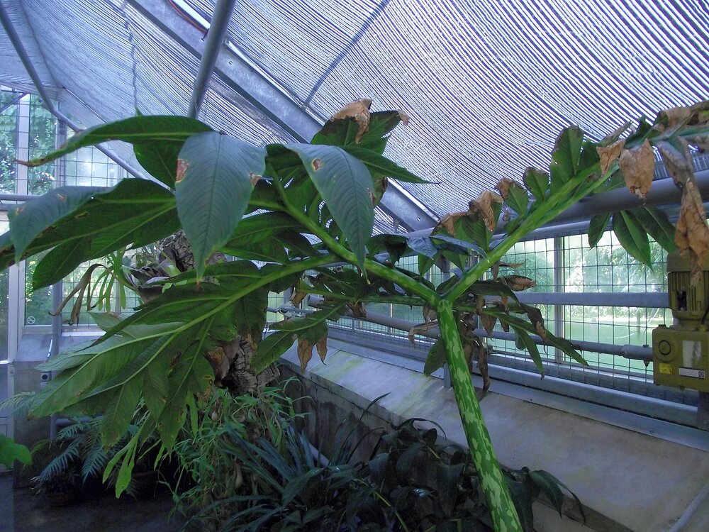 Aroid (Amorphophallus muelleri)