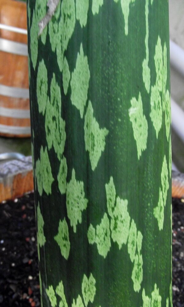 Aroid (Amorphophallus muelleri)