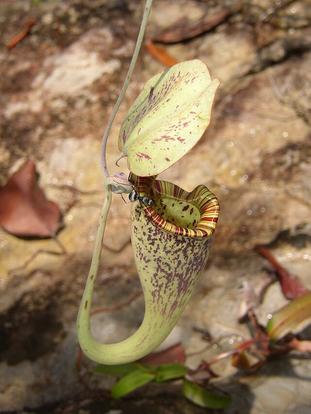 Raffles' pitcher-plant (Nepenthes rafflesiana)