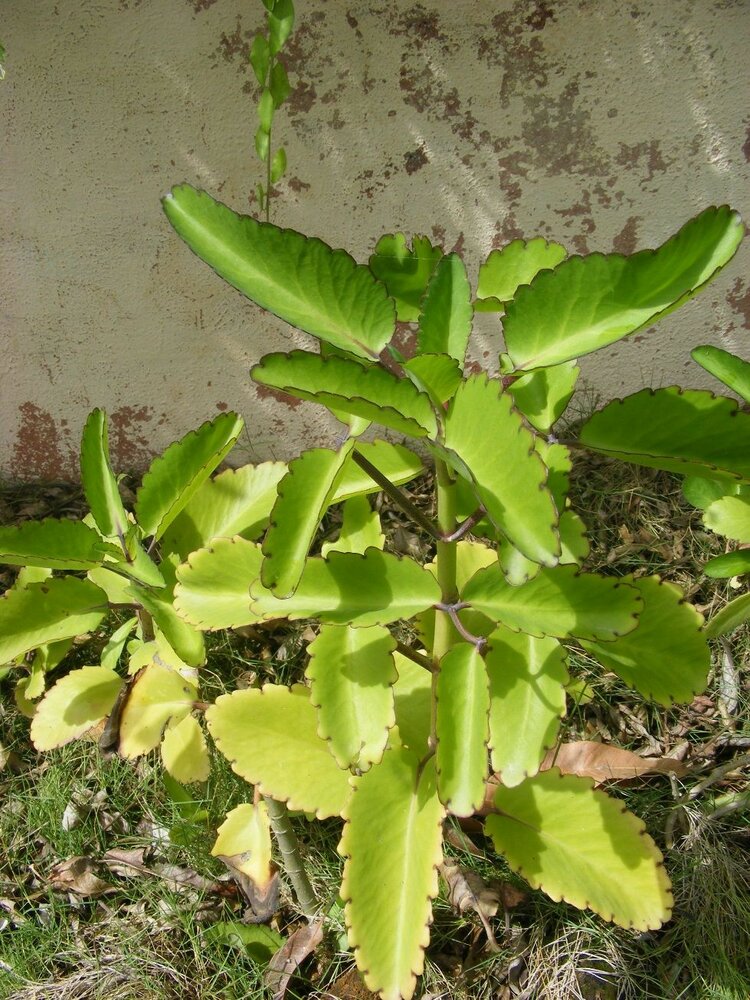 Miracle Leaf (Kalanchoe pinnata)