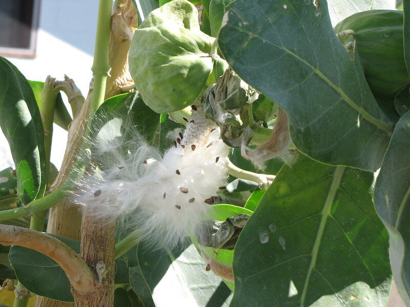 Apple of Sodom (Calotropis procera)