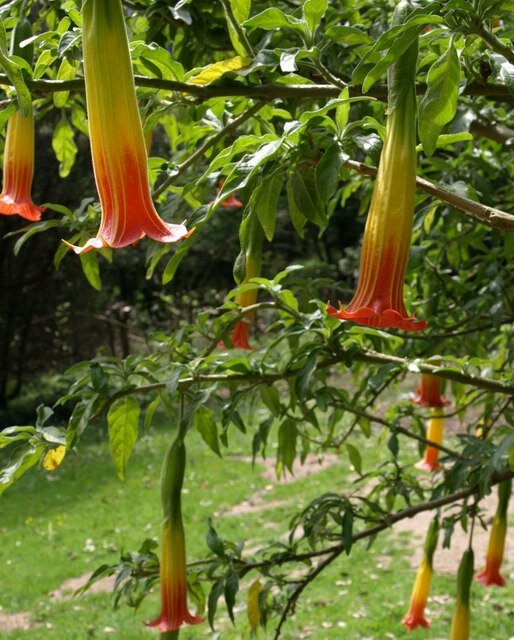Red Angel's Trumpet (Brugmansia sanguinea)