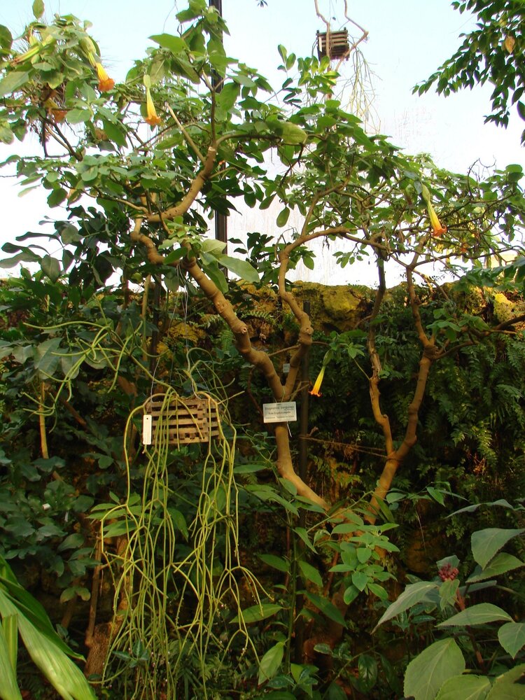 Red Angel's Trumpet (Brugmansia sanguinea)