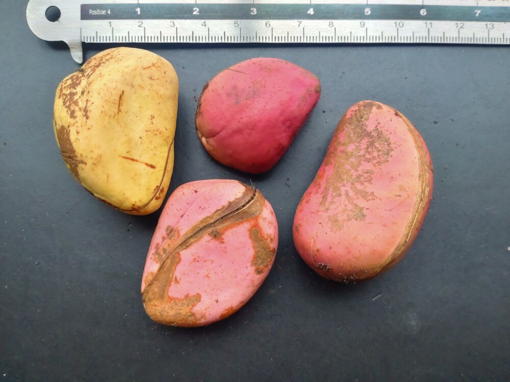 Kola Nut (Cola nitida)