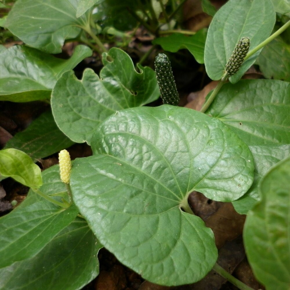 Long pepper (Piper longum)