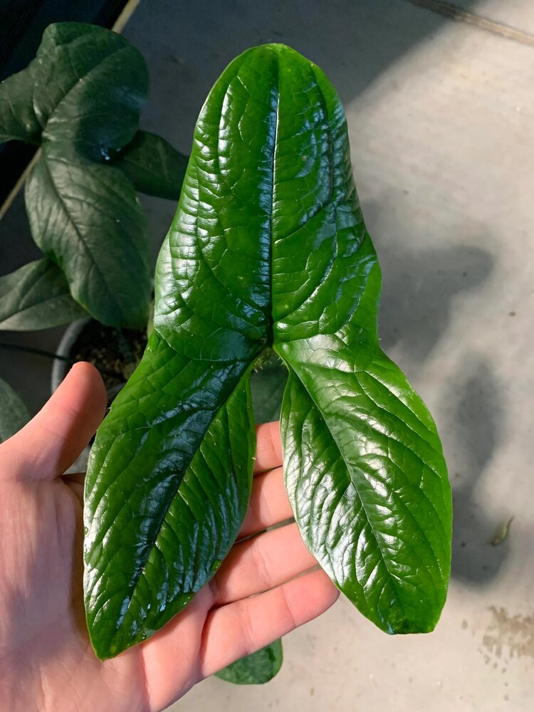 Cyrtosperma (Cyrtosperma macrotum)