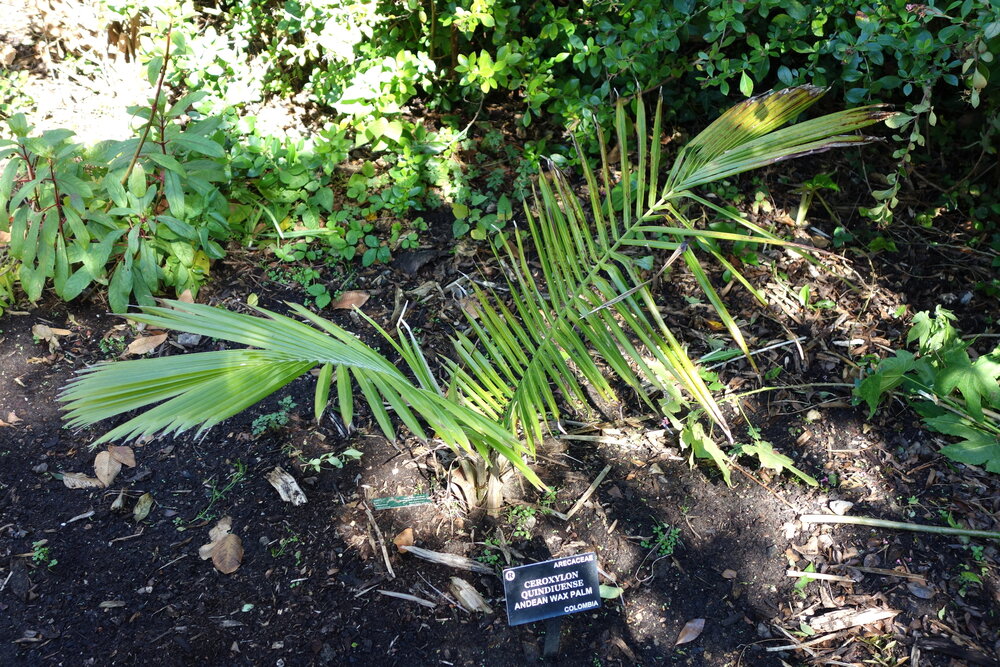 Quindio wax palm (Ceroxylon quindiuense)