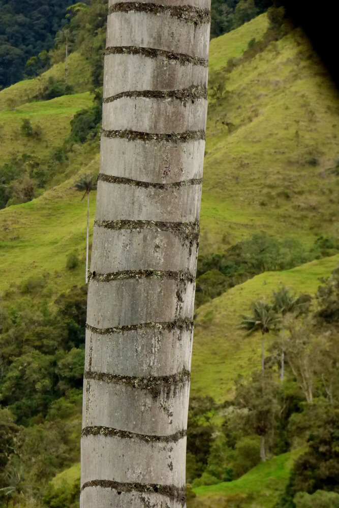 Quindio wax palm (Ceroxylon quindiuense)