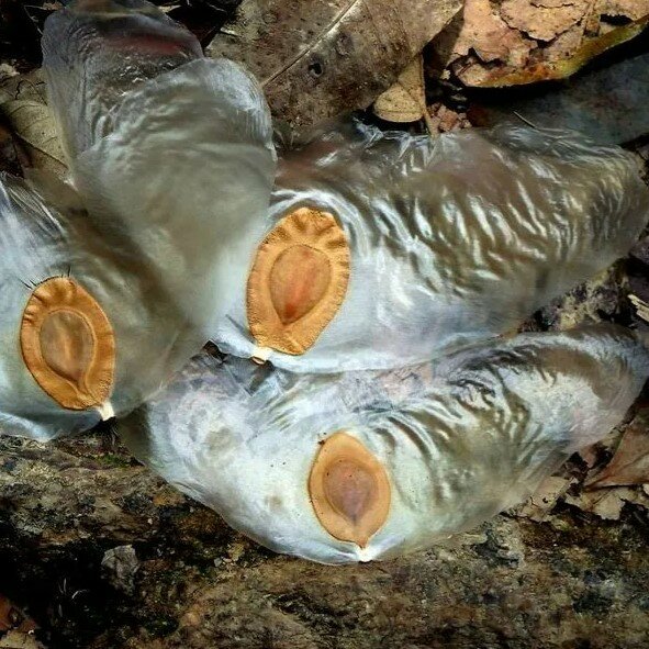 Javan Cucumber (Alsomitra macrocarpa)