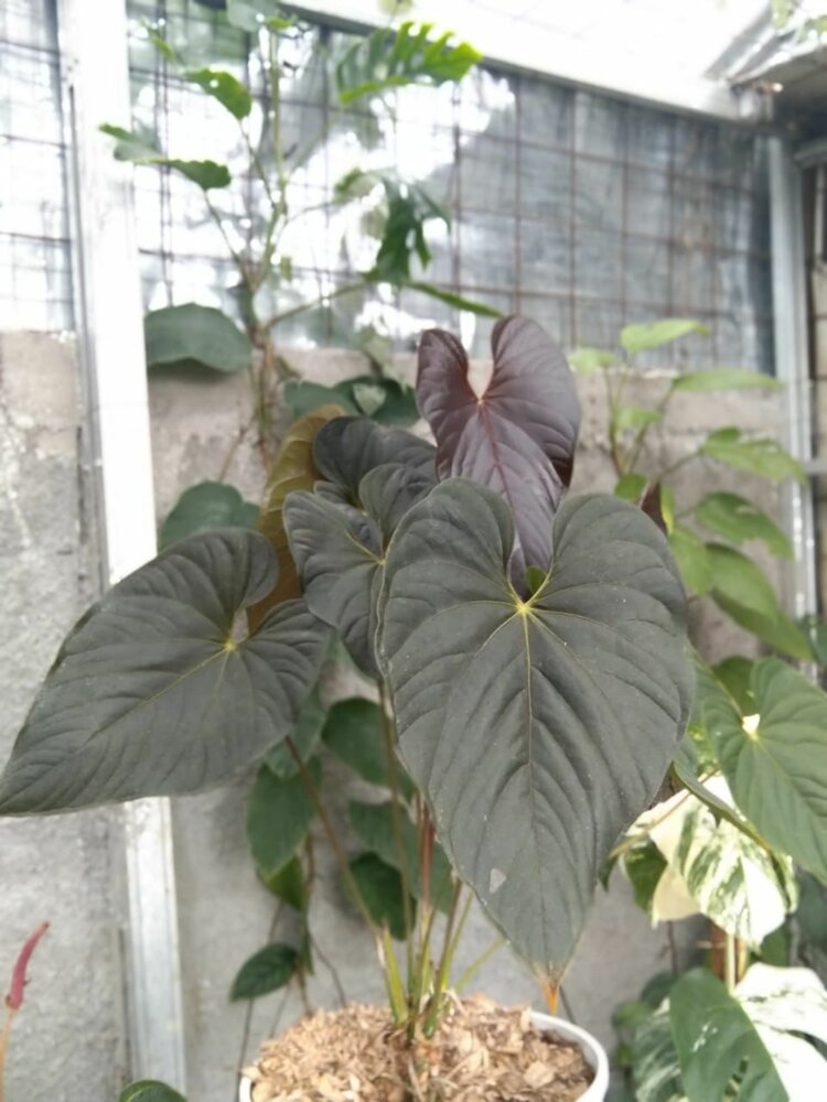 Anthurium moodeanum - seeds - Onszaden