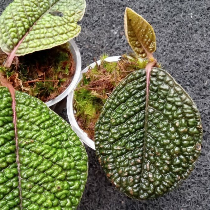 Dinosaur Plant (Labisia sp. 'Dino')