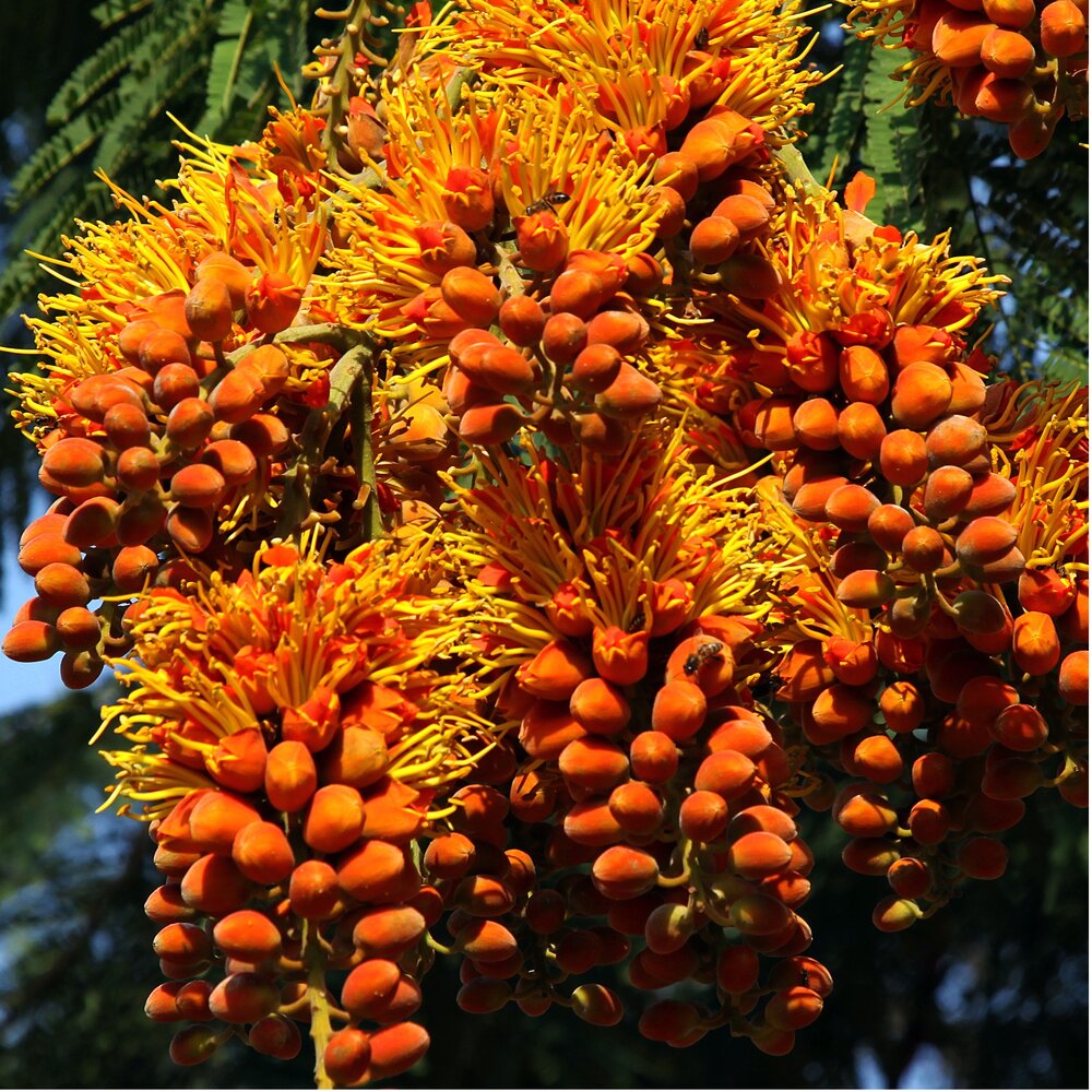 Colville's Glory Tree (Colvillea racemosa)