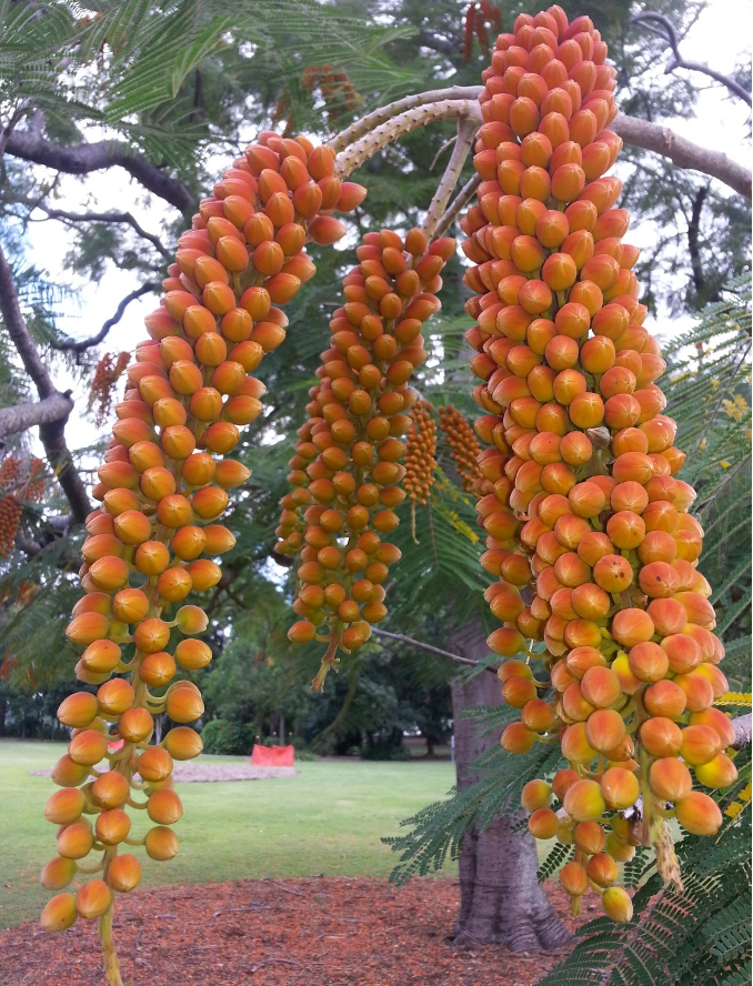 Colville's Glory Tree (Colvillea racemosa)