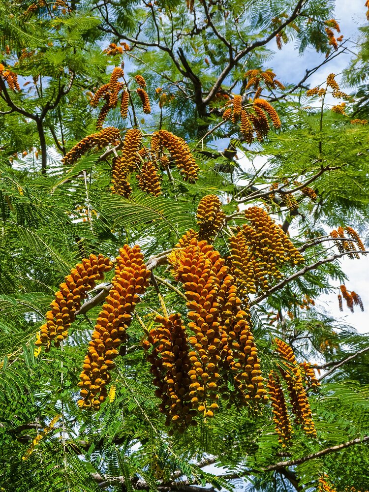 Colville's Glory Tree (Colvillea racemosa)