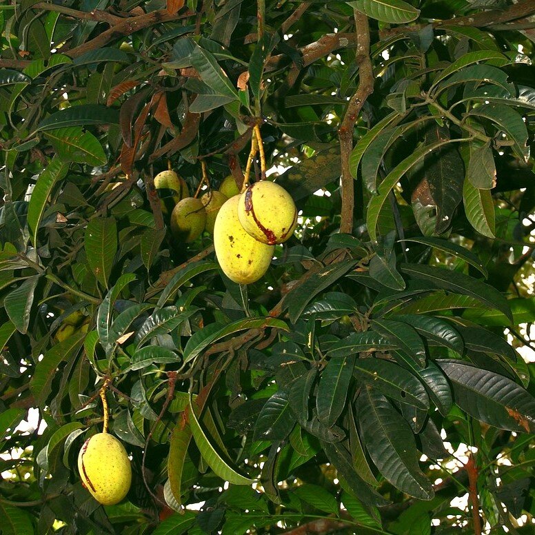 Horse Mango (Mangifera foetida)