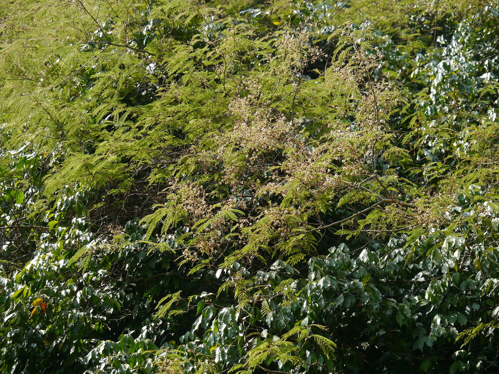Shikakai (Acacia concinna)