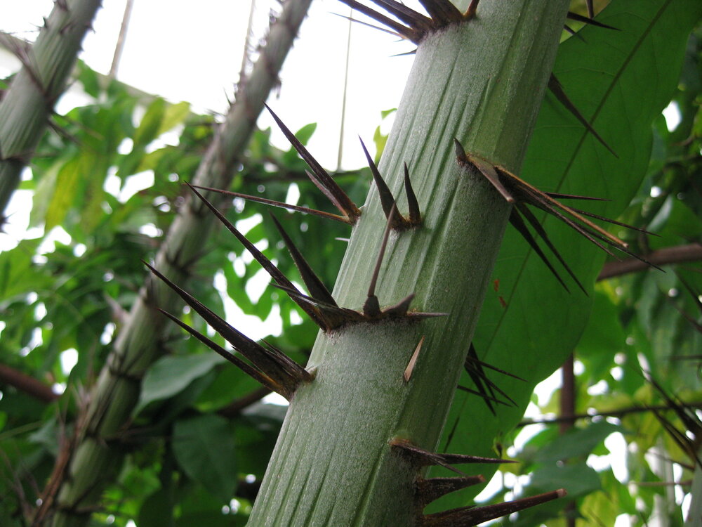 Stilt Palm (Verschaffeltia splendida)