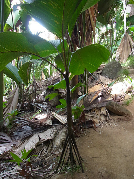 Stilt Palm (Verschaffeltia splendida)