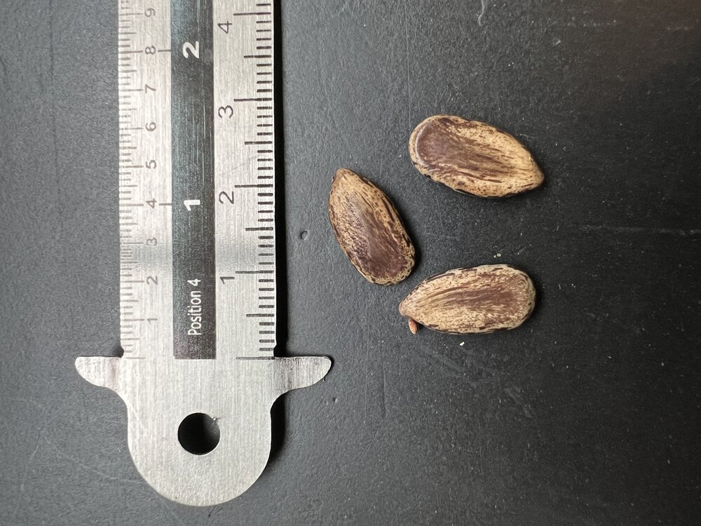 Colville's Glory Tree (Colvillea racemosa)