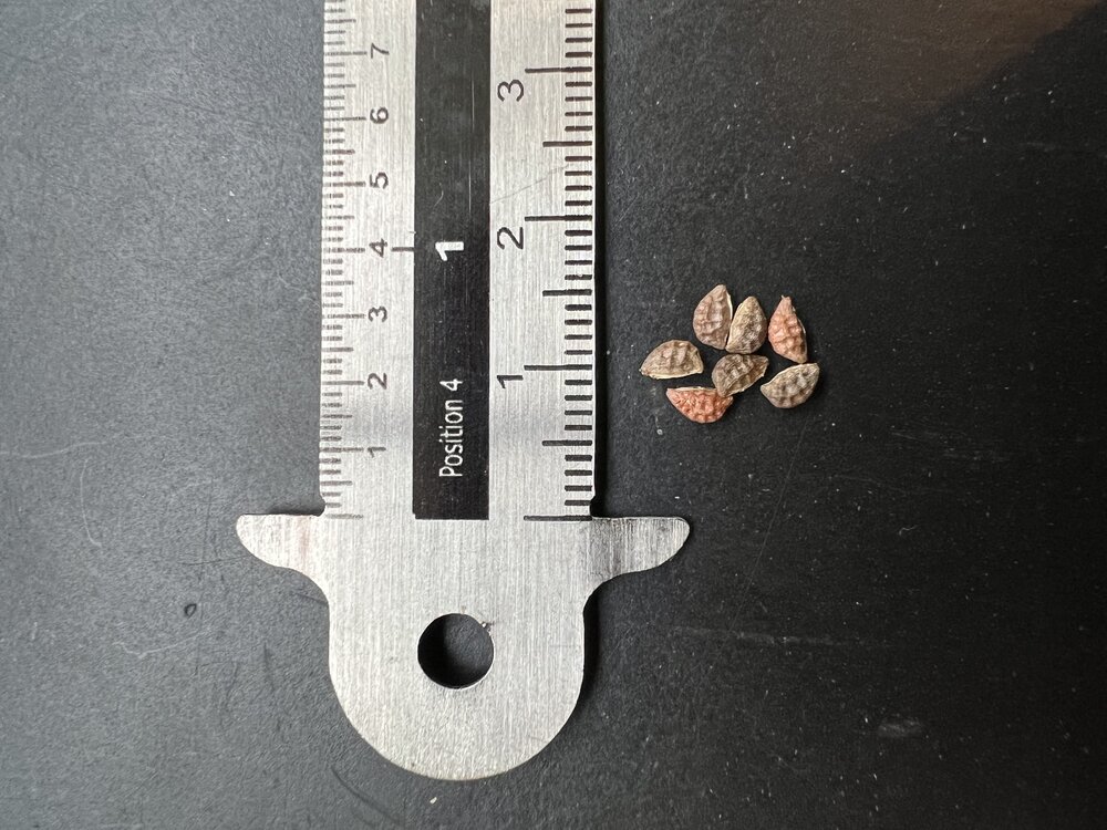 Big Batwing Passionflower (Passiflora megacoriacea)