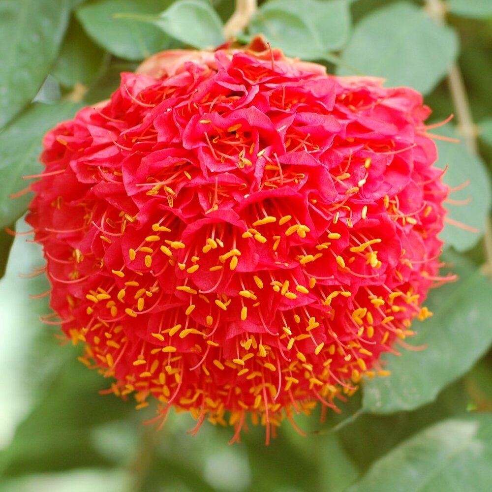 Rose of Venezuela (Brownea grandiceps)