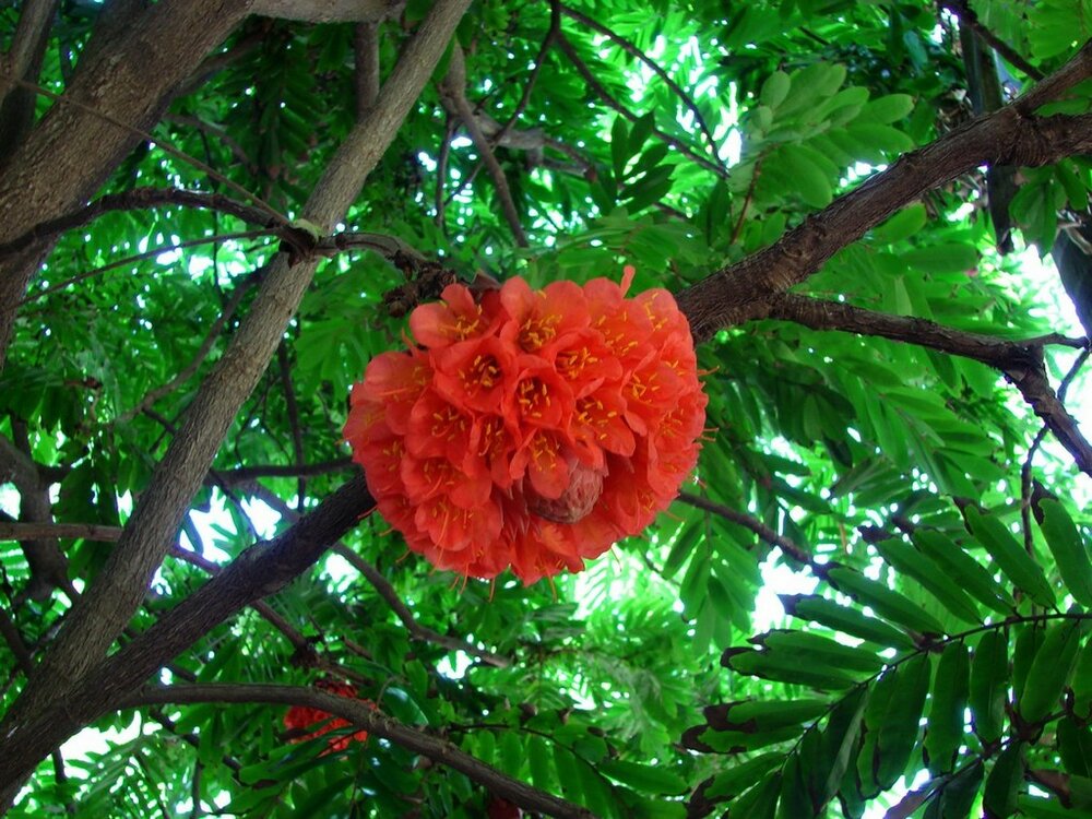 Rose of Venezuela (Brownea grandiceps)