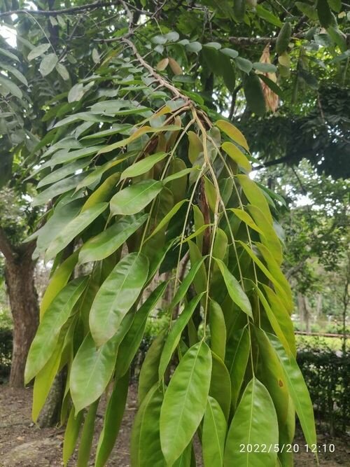 Rose of Venezuela (Brownea grandiceps)