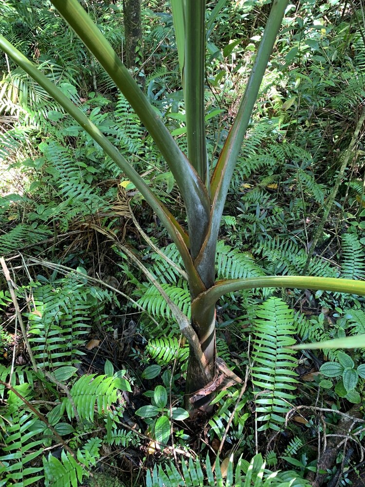 Champagne Palm (Hyophorbe indica)