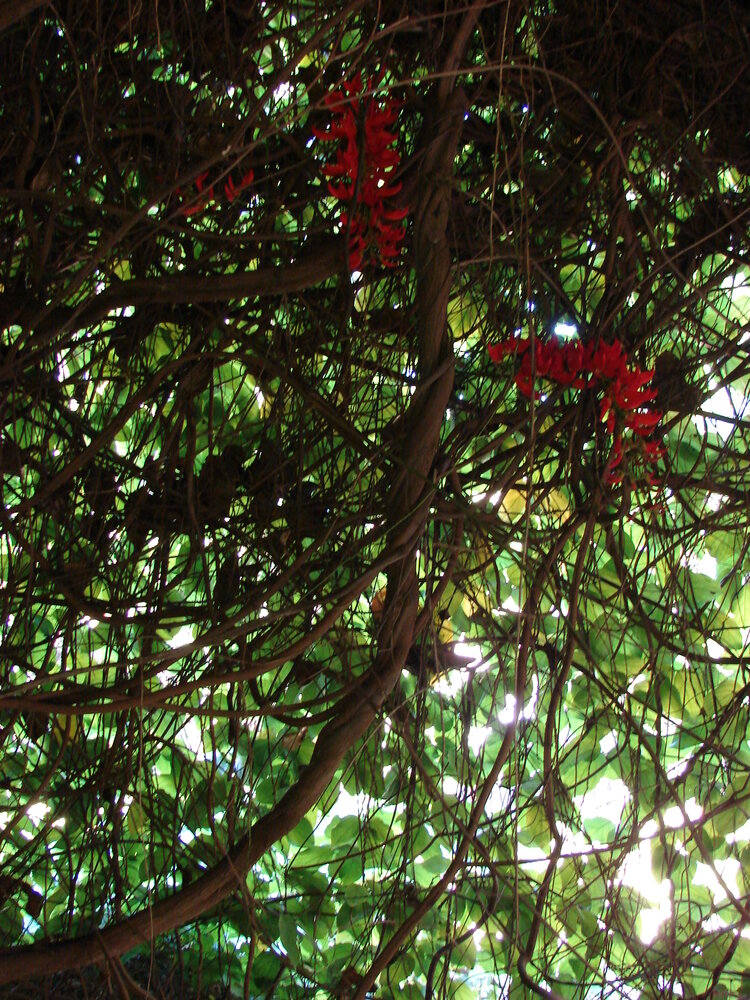 Red jade vine (Mucuna novoguineensis)