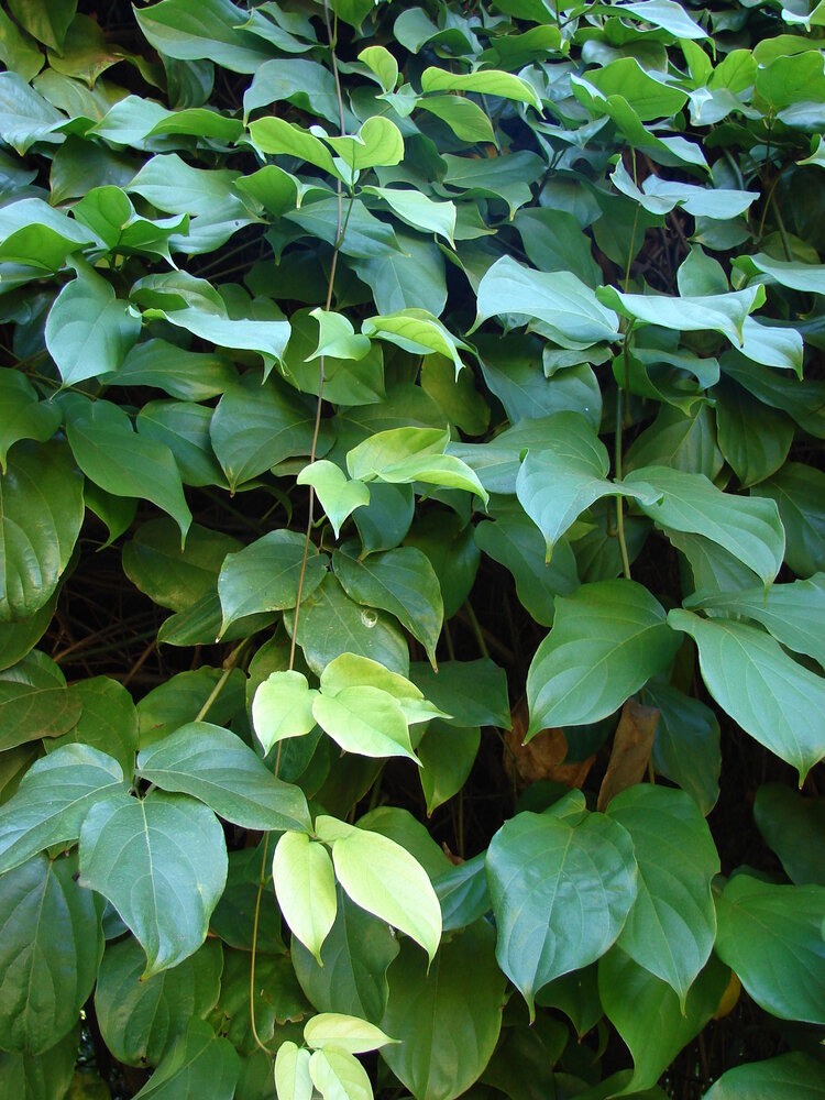 Red jade vine (Mucuna novoguineensis)