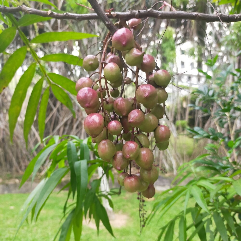 Johore tree (Lepisanthes alata)