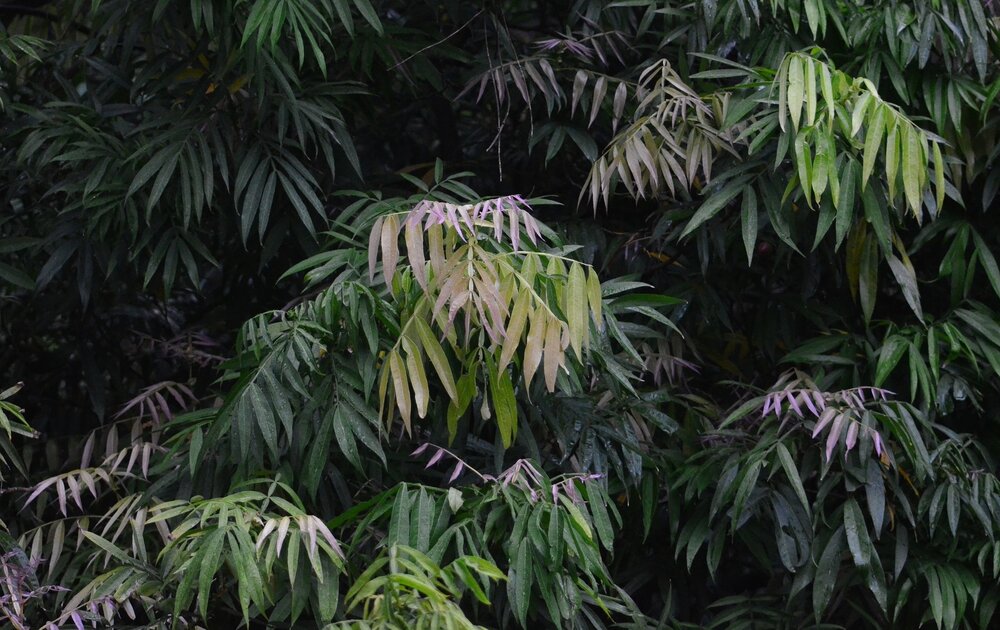 Johore tree (Lepisanthes alata)