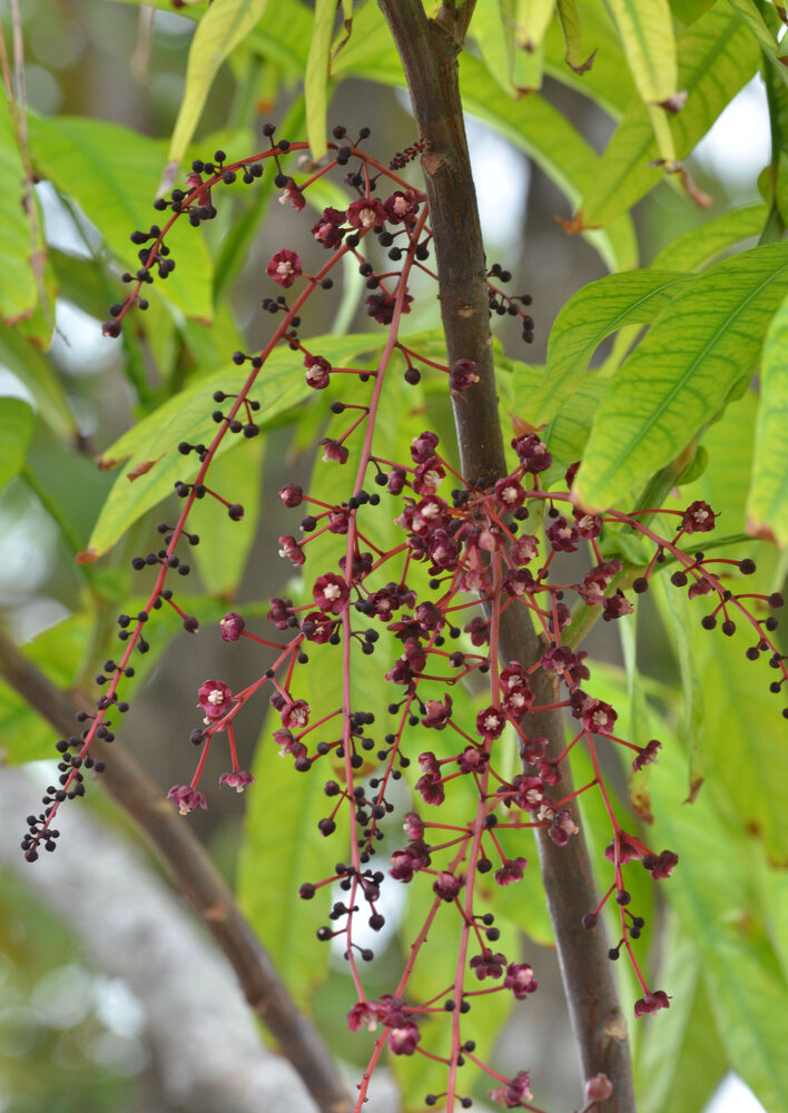 Johore tree (Lepisanthes alata)