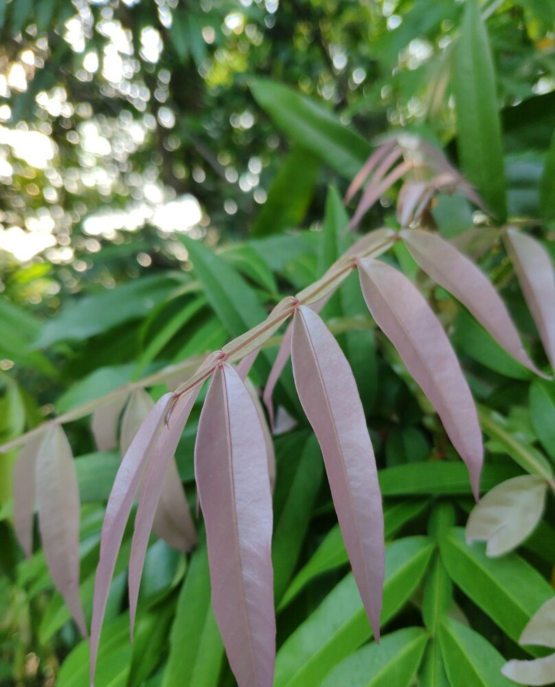 Johore tree (Lepisanthes alata)