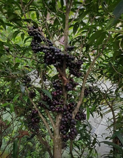 Gowok fruit tree (Syzygium polycephalum)